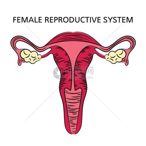 真人女生下面|解剖学高清图谱 女性生殖系统